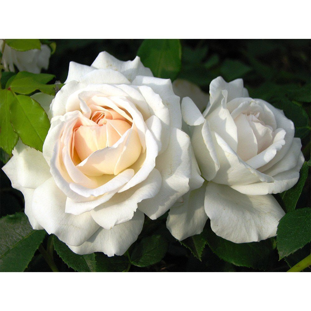 Trandafir floribunda alb Kosmos, cu parfum intens