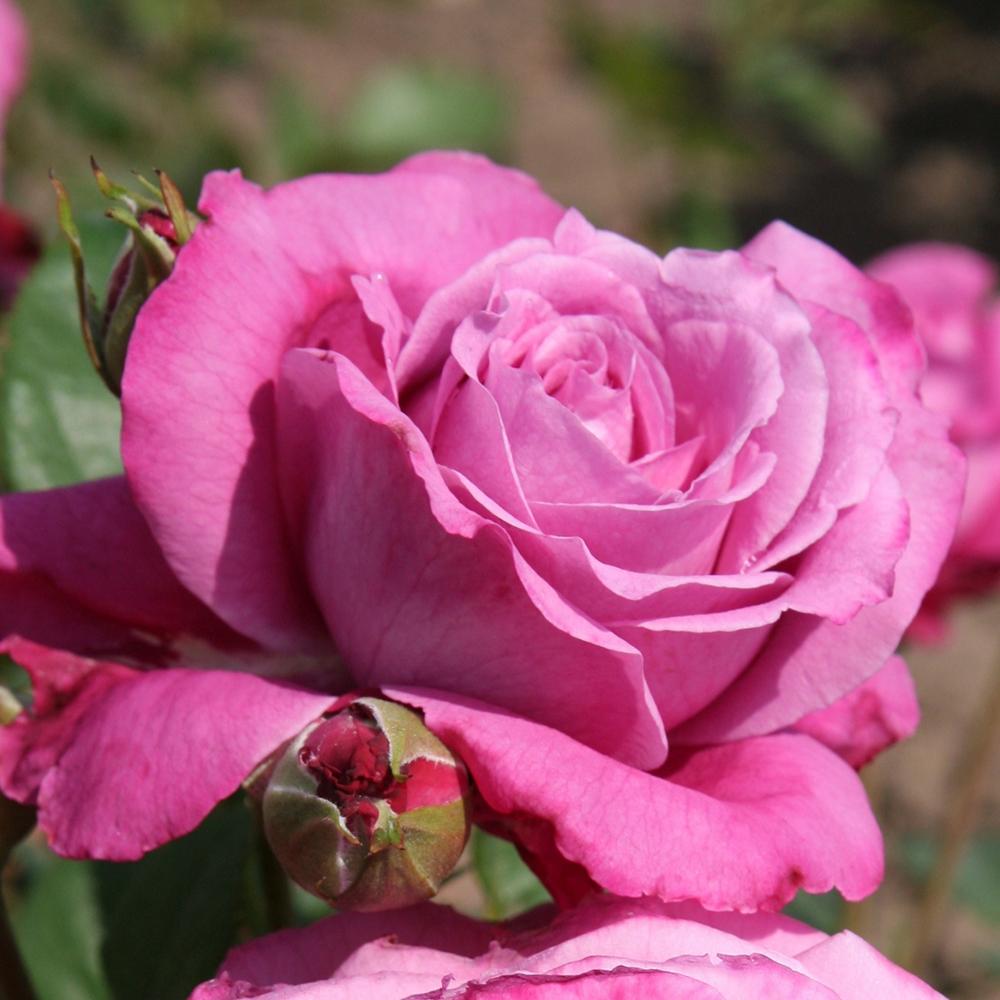 Trandafir Floribunda roz-violet Blue Parfum, cu parfum intens