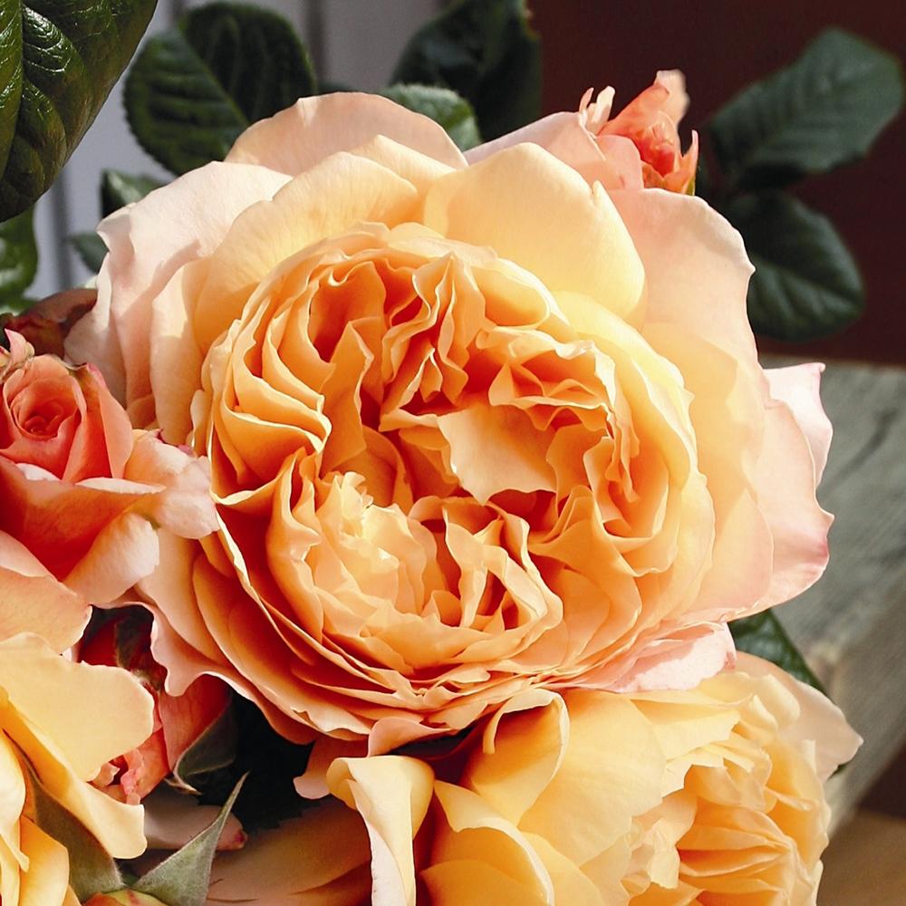 Trandafir Floribunda portocaliu-cais Capri, cu parfum intens