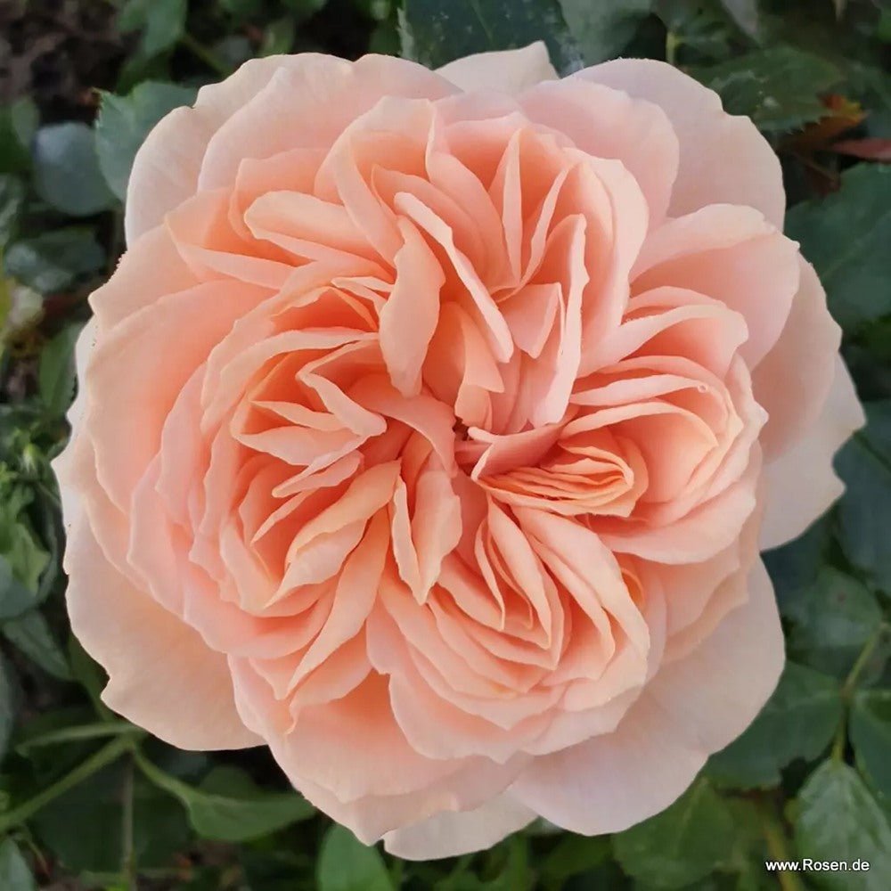 Trandafir Floribunda crem si roz-pastel Garden Of Roses, inflorire repetata