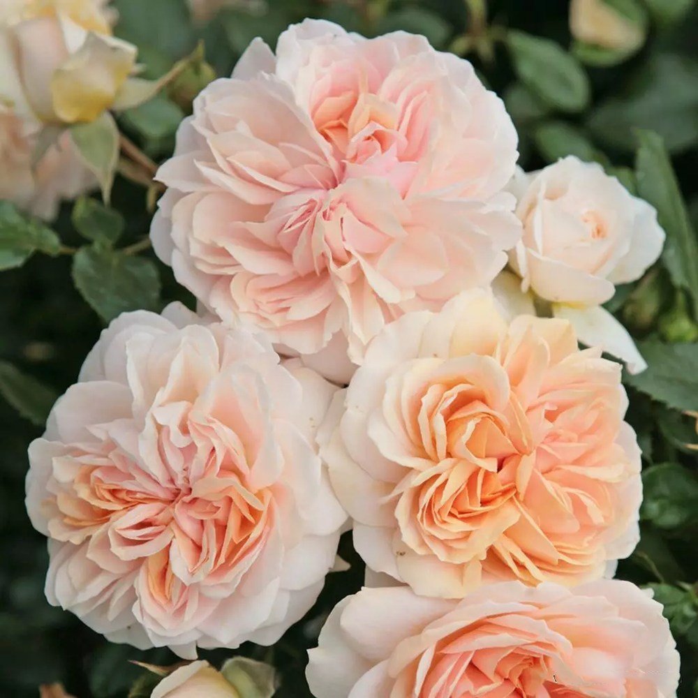 Trandafir Floribunda crem si roz-pastel Garden Of Roses, inflorire repetata