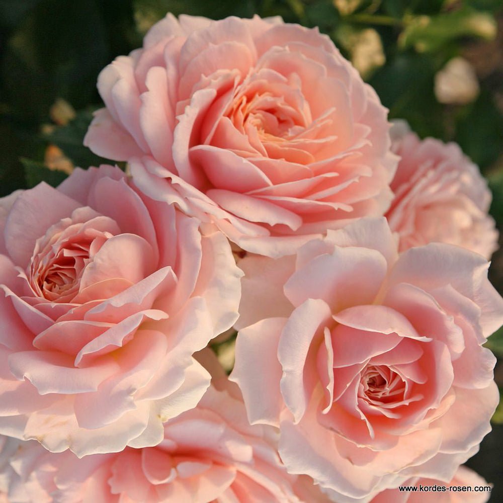 Trandafir Floribunda cais-pastelat Cremosa, inflorire repetata
