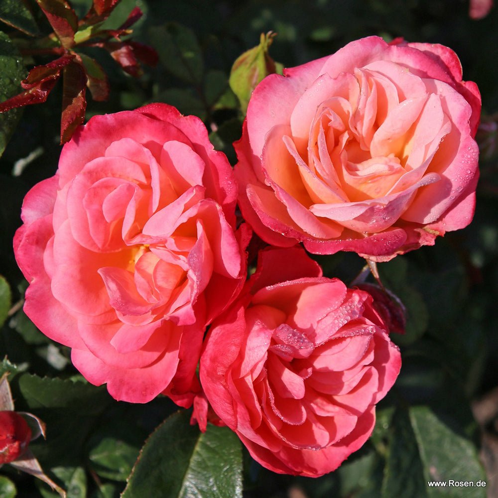 Trandafir Floribunda apricot-cais Enjoy, inflorire repetata