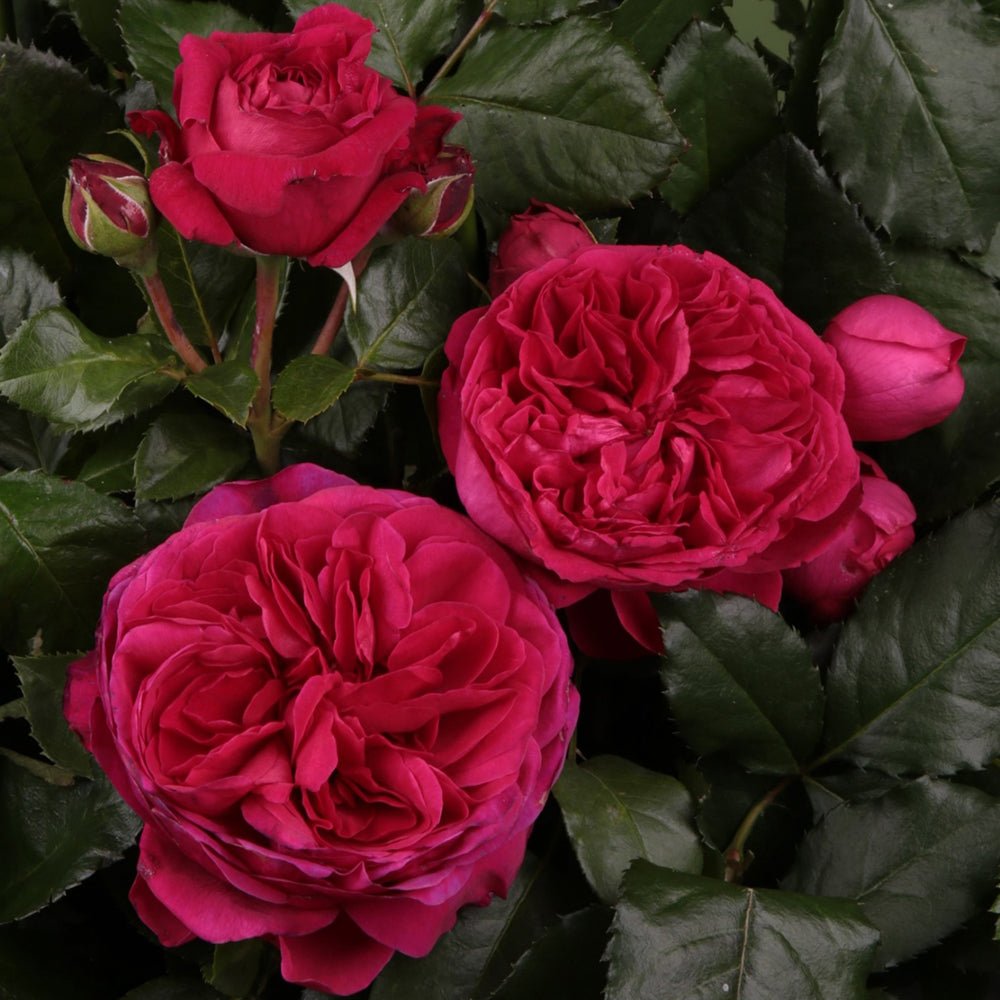 Trandafir Floribunda rosu-violet Marietta, cu parfum intens