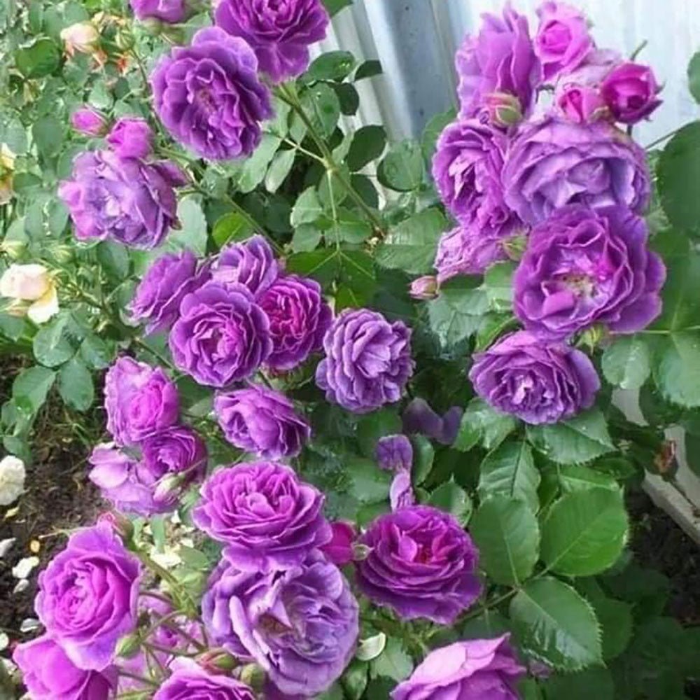 Trandafir Floribunda liliachiu-violet Minerva, cu parfum intens