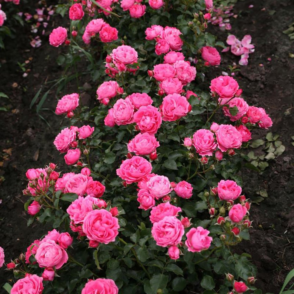 Trandafir Floribunda roz-inchis Moin Moin, inflorire repetata