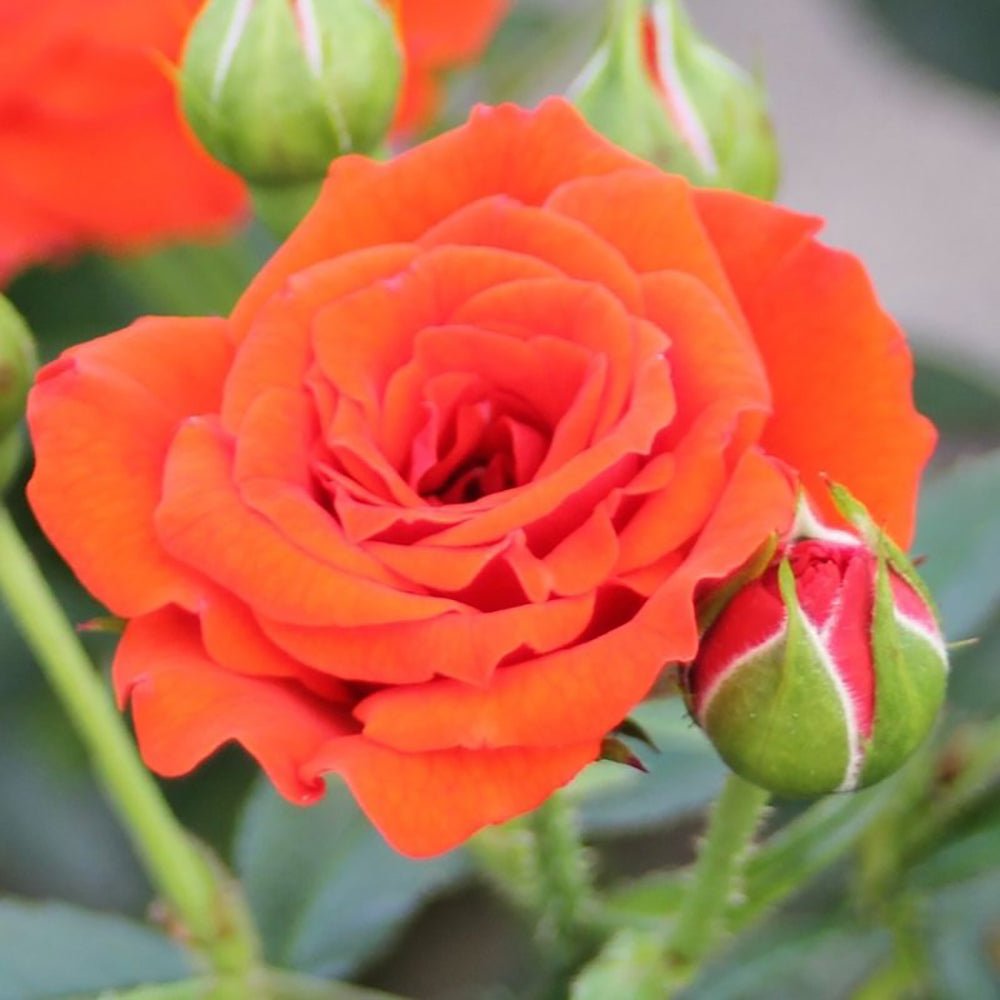 Trandafir Pitic Floribunda rosu-portocaliu Orange Babyflor, inflorire repetata