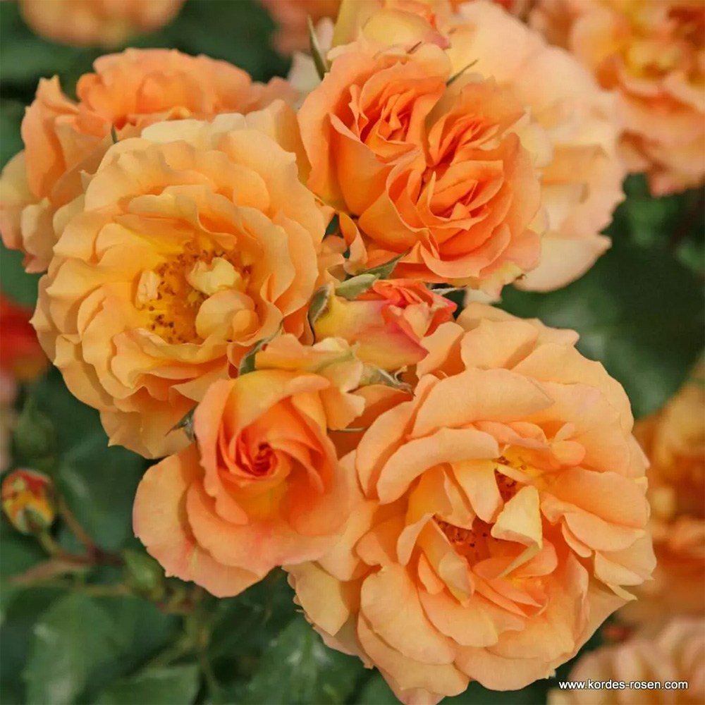 Trandafir Floribunda portocaliu-auriu Bentheimer Gold, inflorire repetata