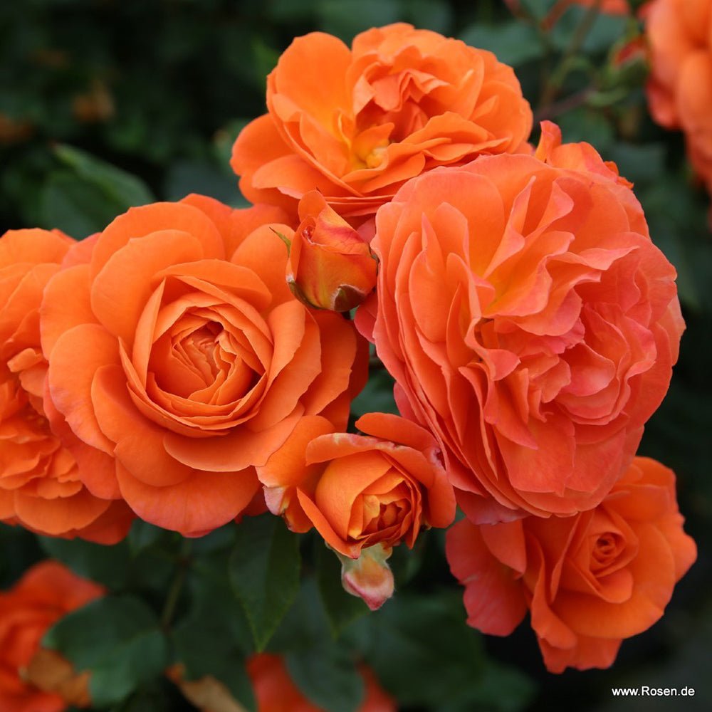 Trandafir Floribunda portocaliu Phoenix, inflorire repetata