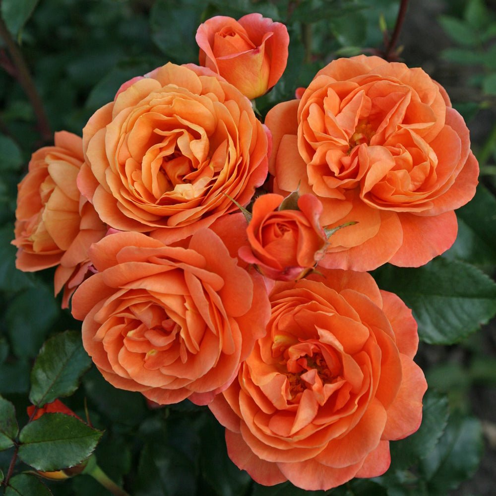 Trandafir Floribunda portocaliu Phoenix, inflorire repetata