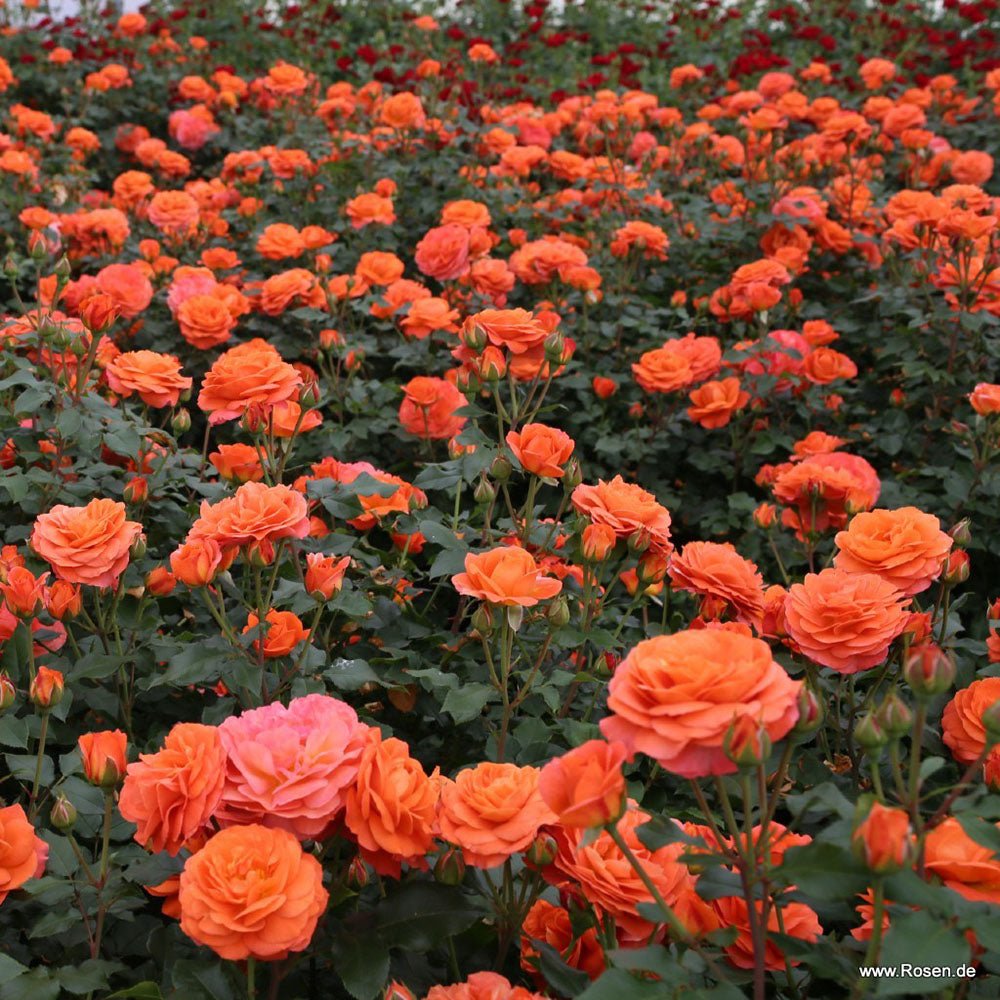 Trandafir Floribunda portocaliu Phoenix, inflorire repetata