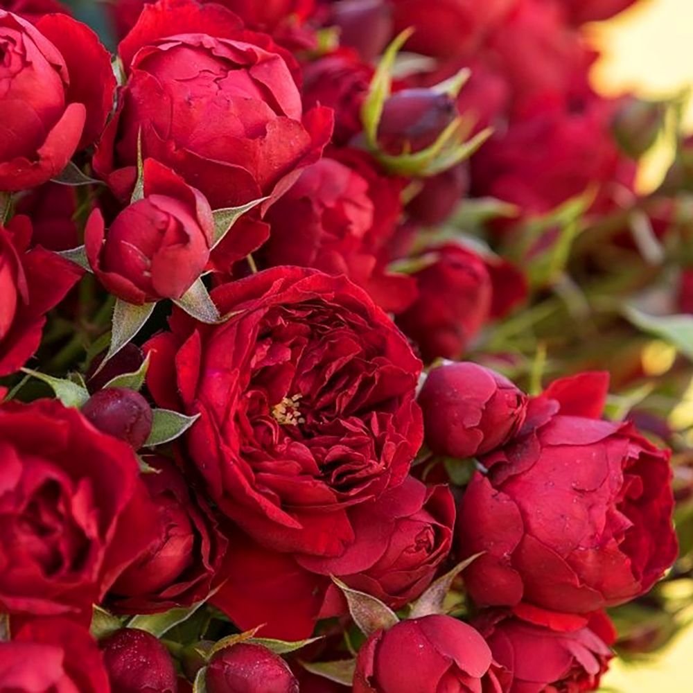 Trandafir Floribunda rosu-aprins Manora, inflorire repetata