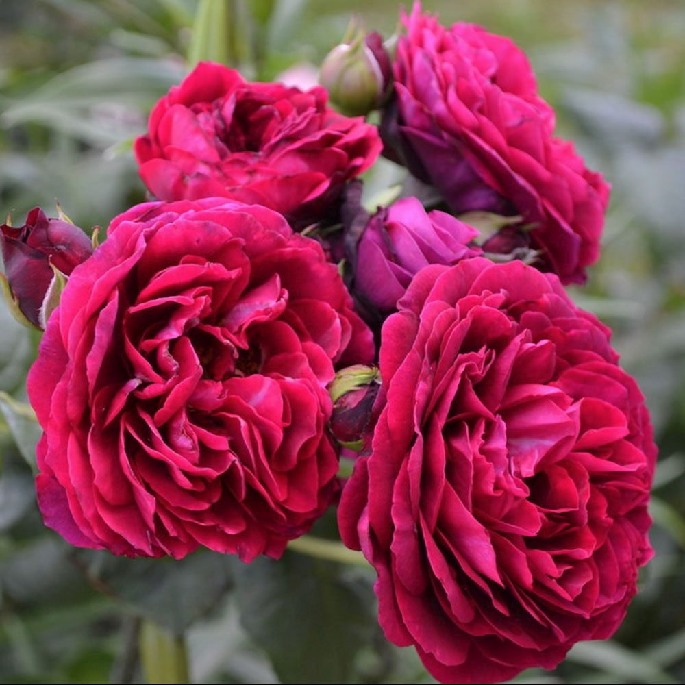 Trandafir Floribunda rosu-bordeaux Grafin Von Hardenberg, cu parfum intens