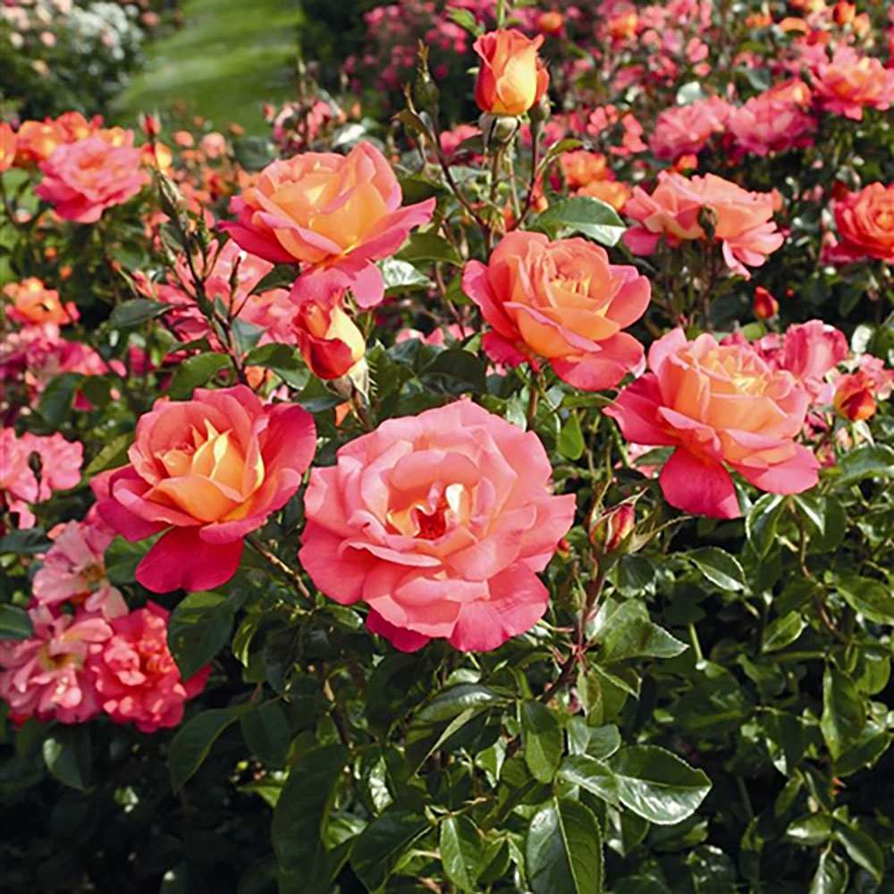 Trandafir Floribunda rosu-carmin Shanty, parfum intens
