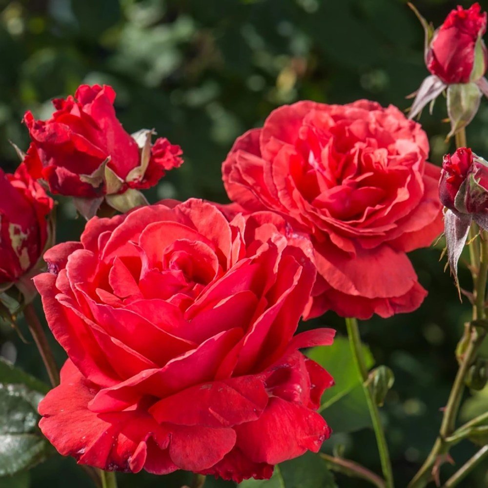 Trandafir Floribunda rosu-coral Duftwolke, cu parfum seducator de intens