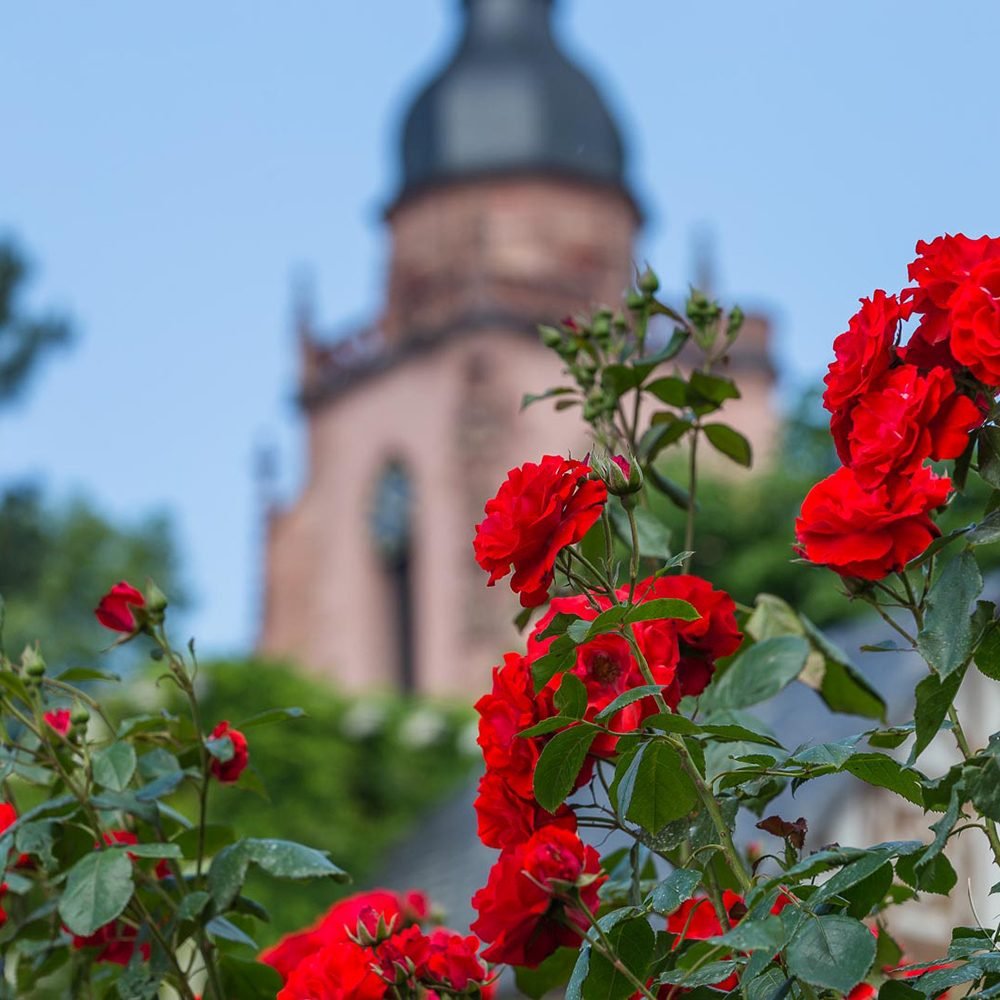 Trandafir Floribunda rosu Stadt Eltville, inflorire repetata