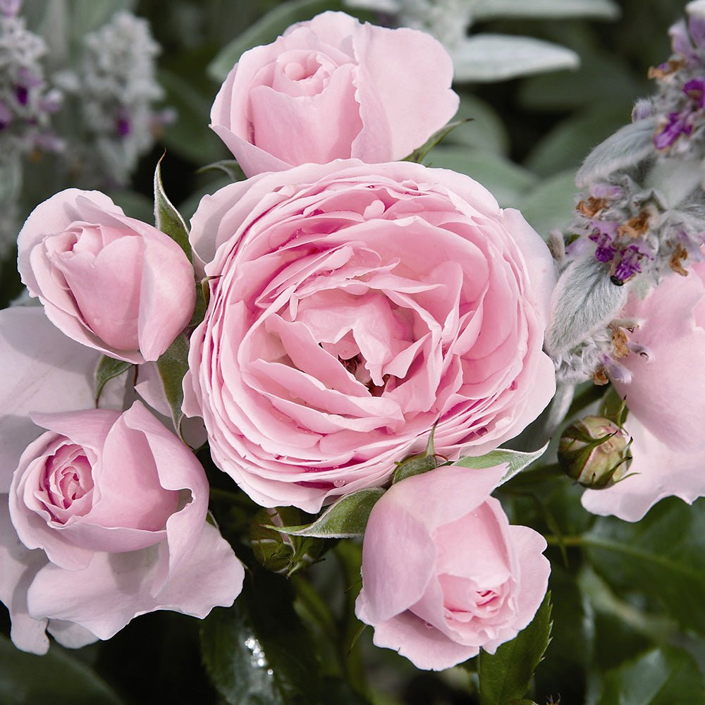 Floribunda rózsa 'Hans Gönewein Rose' – rózsaszín-krém, intenzív illatú