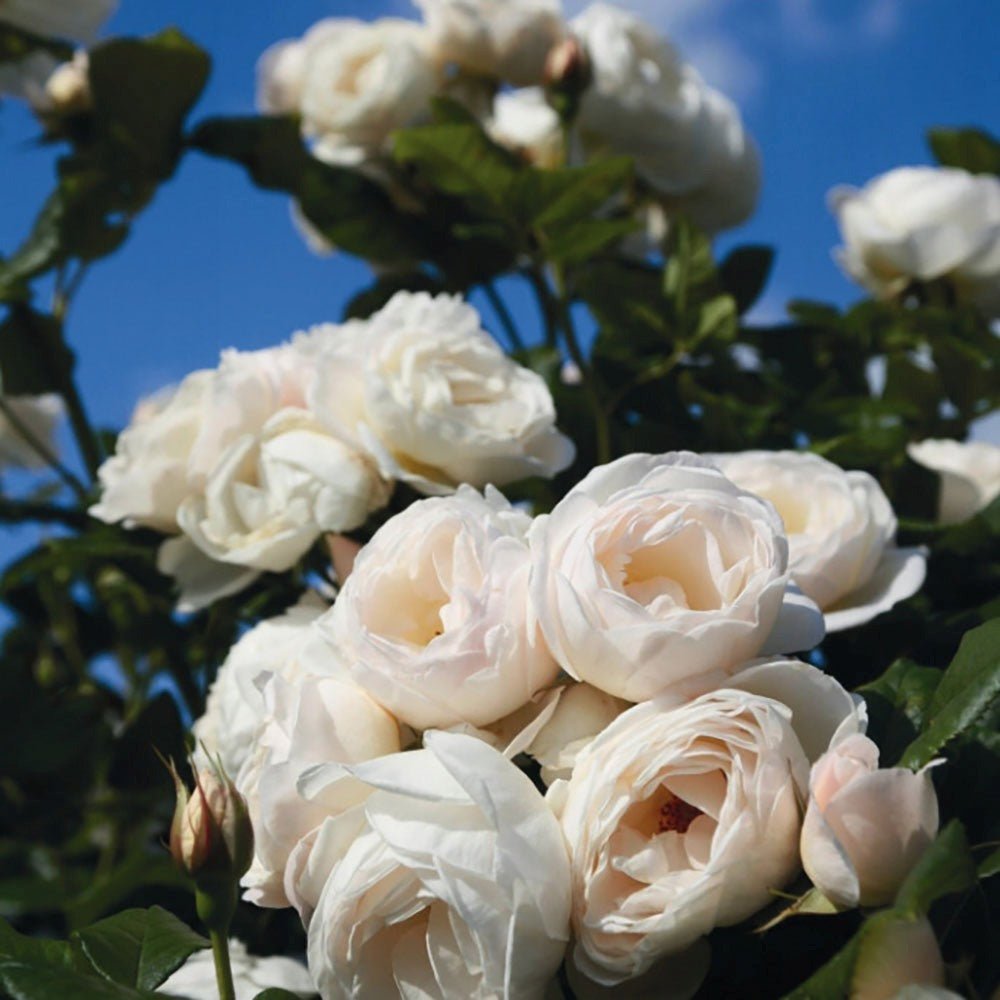 Trandafir Floribunda roz-crem pastel Uetersener Klosterrose, parfum intens