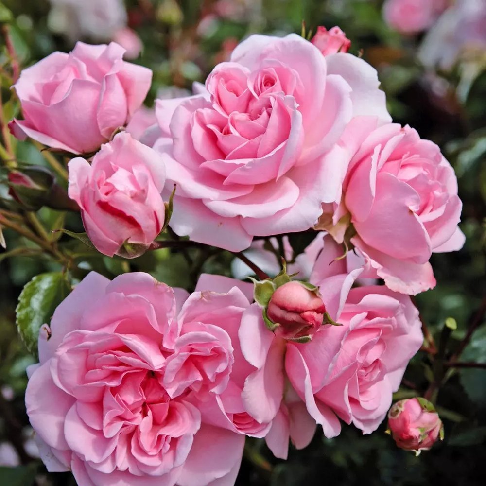 Trandafir Floribunda roz Home & Garden, inflorire repetata