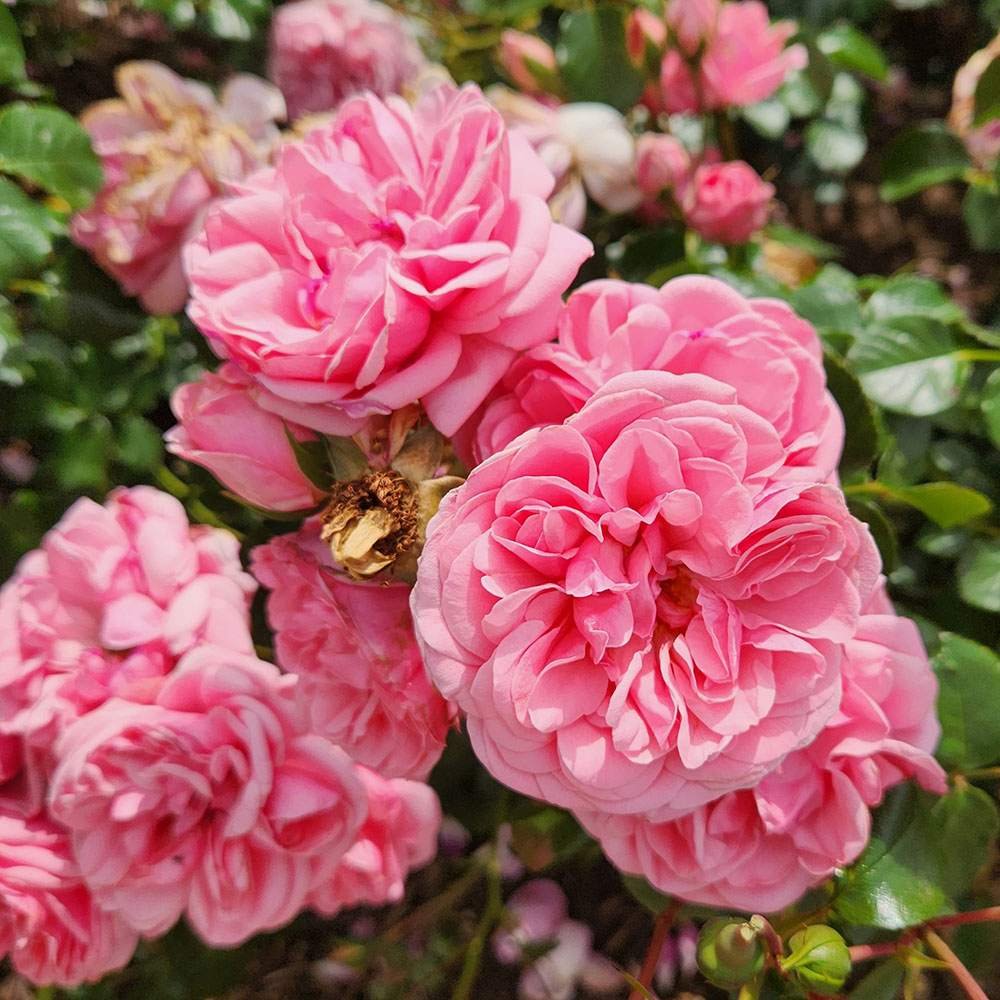Trandafir Floribunda roz Home & Garden, inflorire repetata