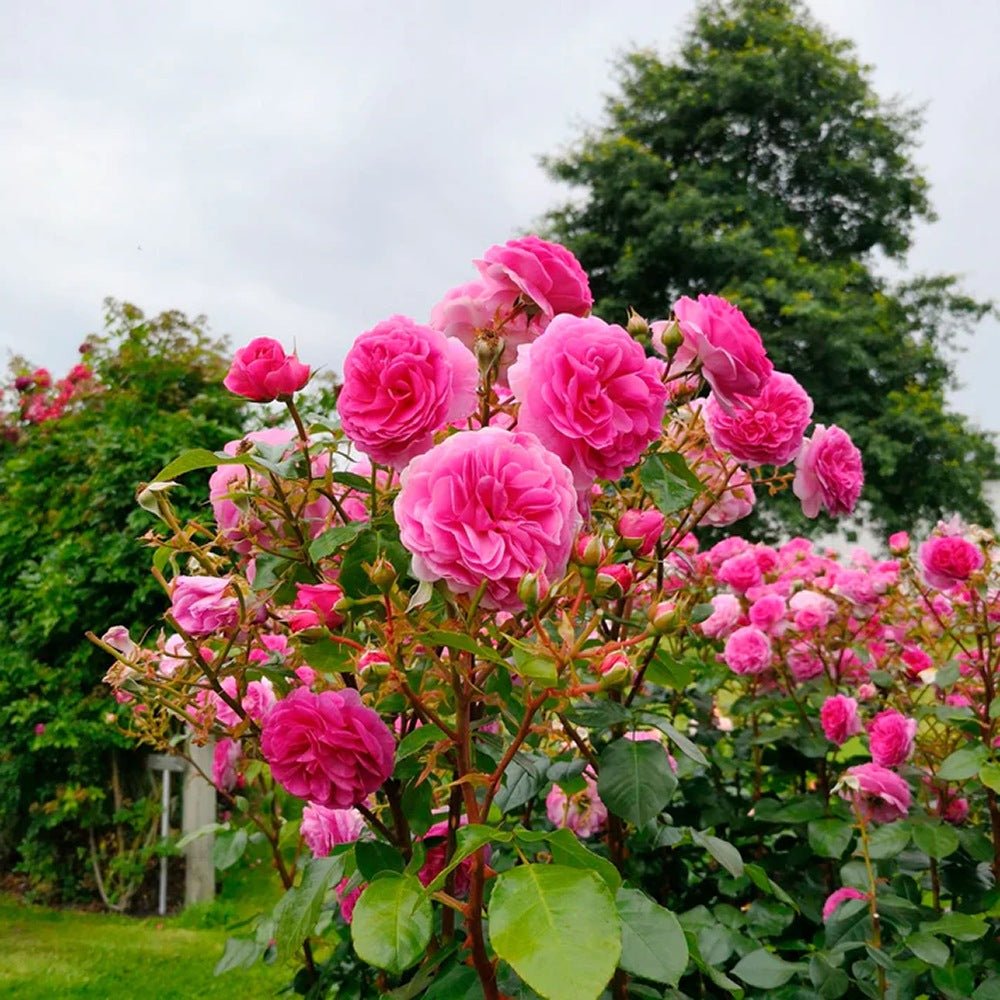Trandafir Floribunda roz intens Ozeana, cu parfum intens