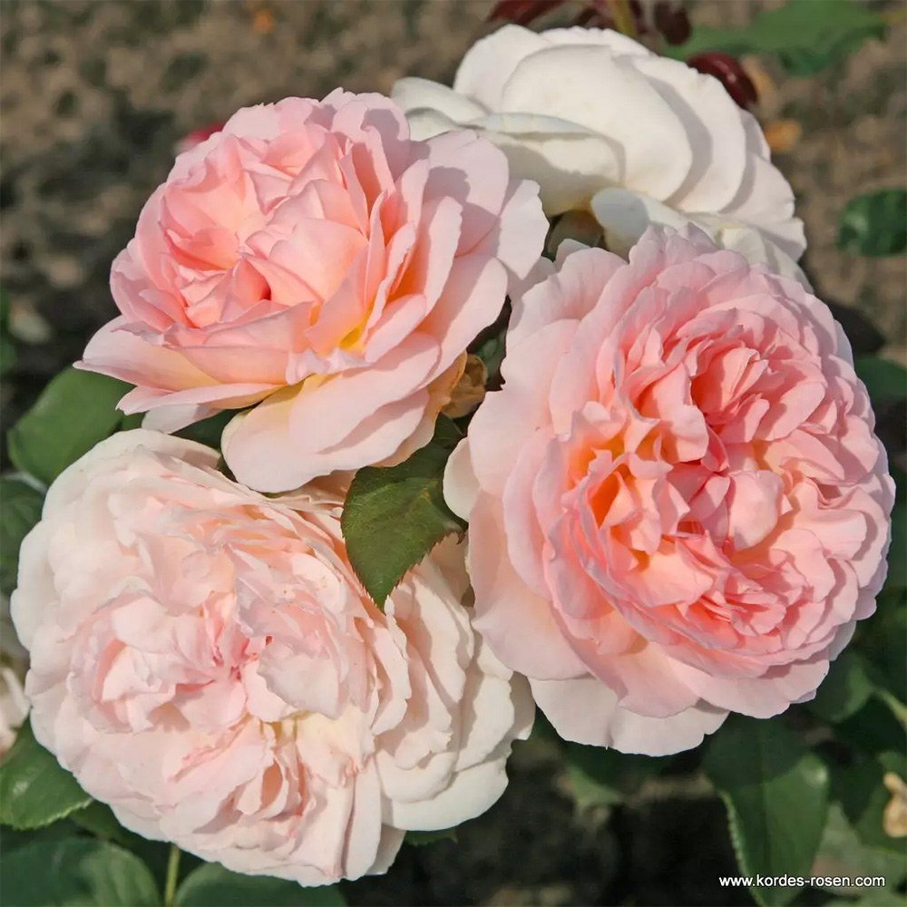 Trandafir floribunda roz-pal Märchenzauber, cu parfum intens