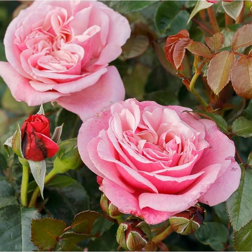 Trandafir Floribunda roz-pastel Wildberry, parfum intens