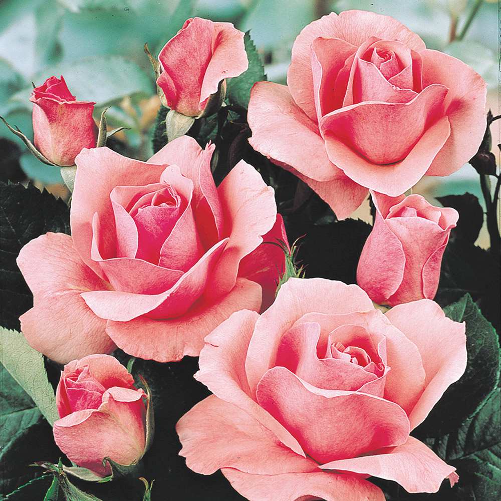 Trandafir Floribunda roz The Queen Elizabeth Rose, inflorire repetata