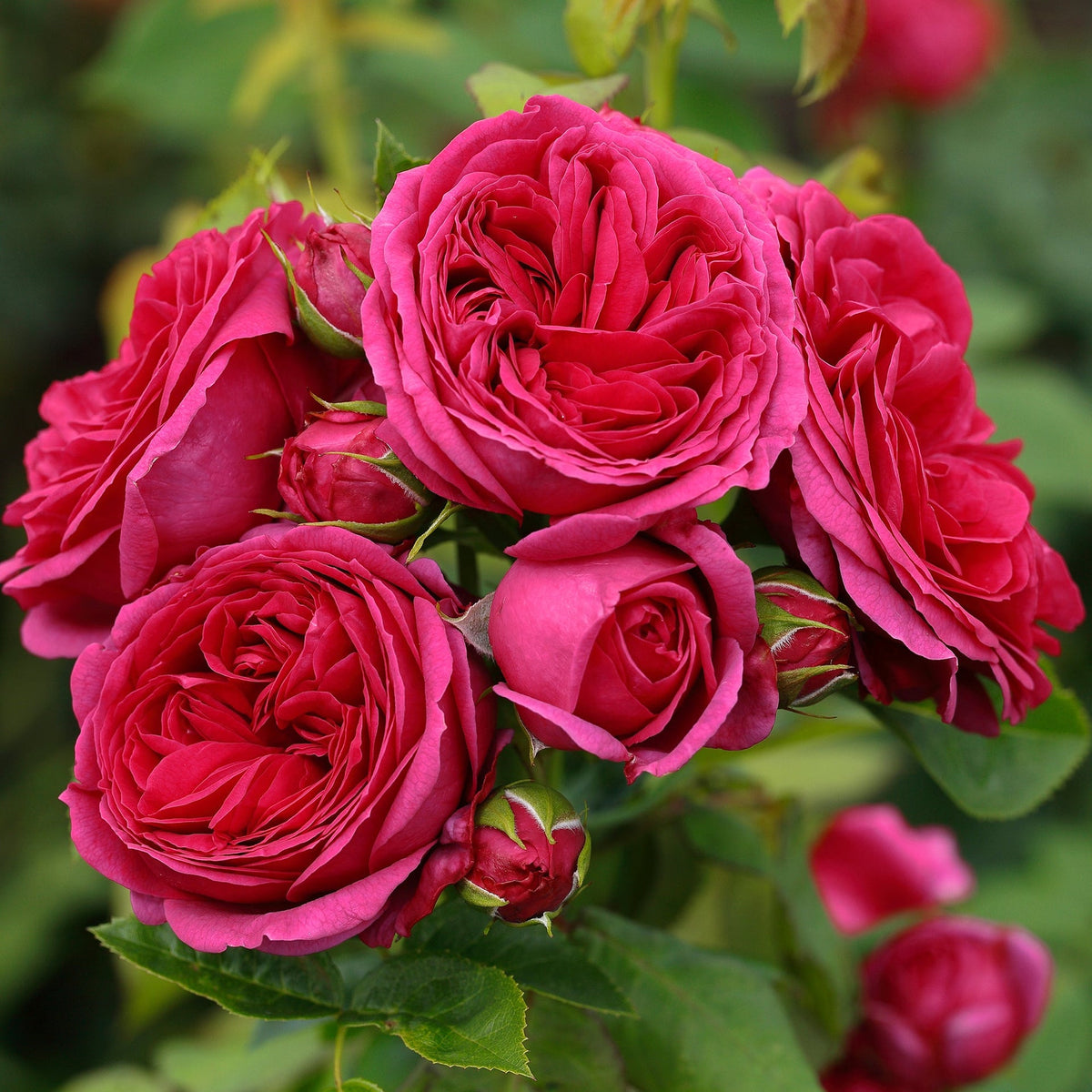 Trandafir Floribunda roz-magenta Sophie Luise, parfum intens