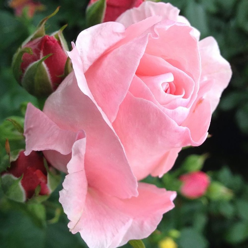 Trandafir Floribunda roz The Queen Elizabeth Rose, inflorire repetata