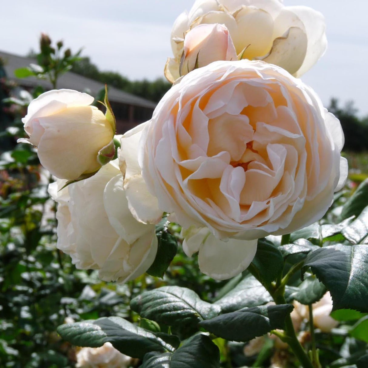 Trandafir Floribunda roz-crem pastel Uetersener Klosterrose, parfum intens