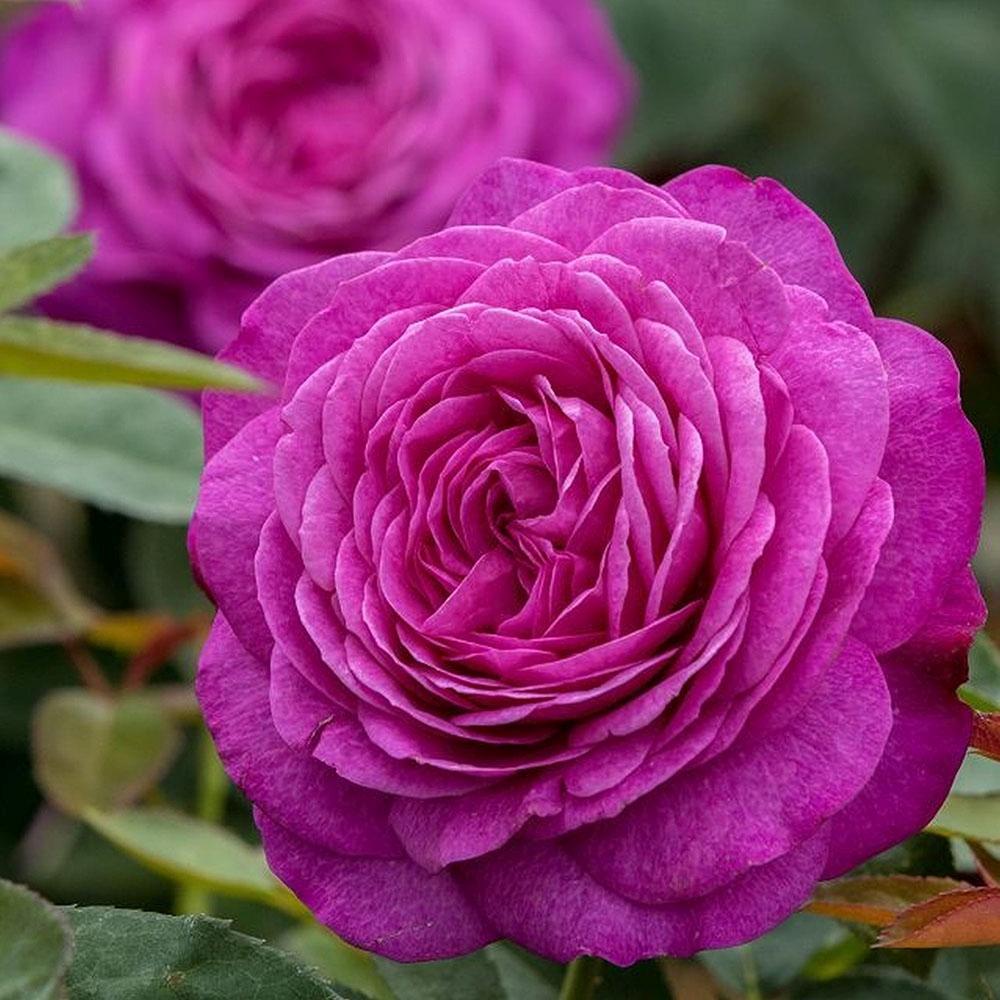 Trandafir Floribunda violet Heidi Klum, parfum intens
