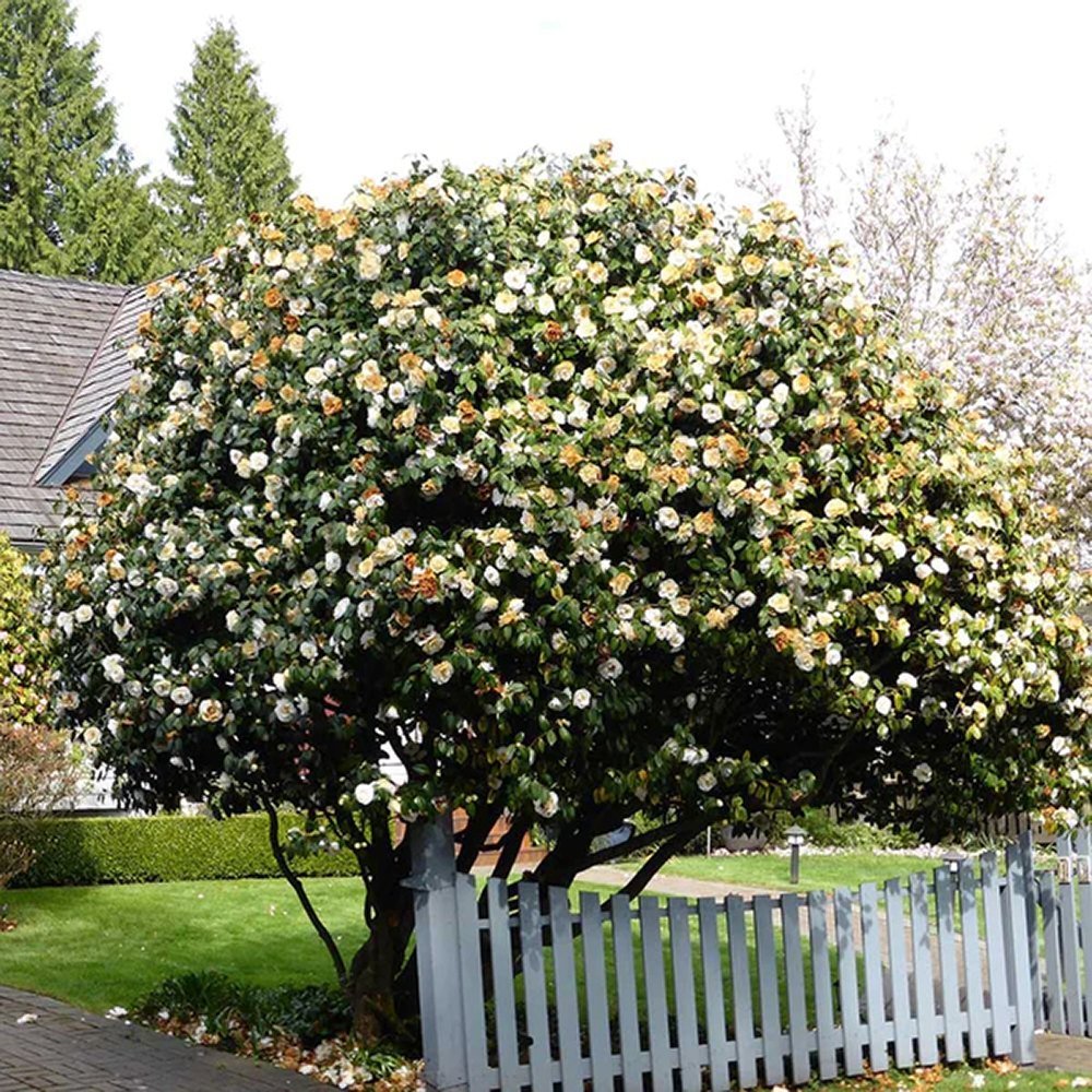 Trandafir Japonez Camellia Williamsii Jury's Yellow, cu flori galbene duble
