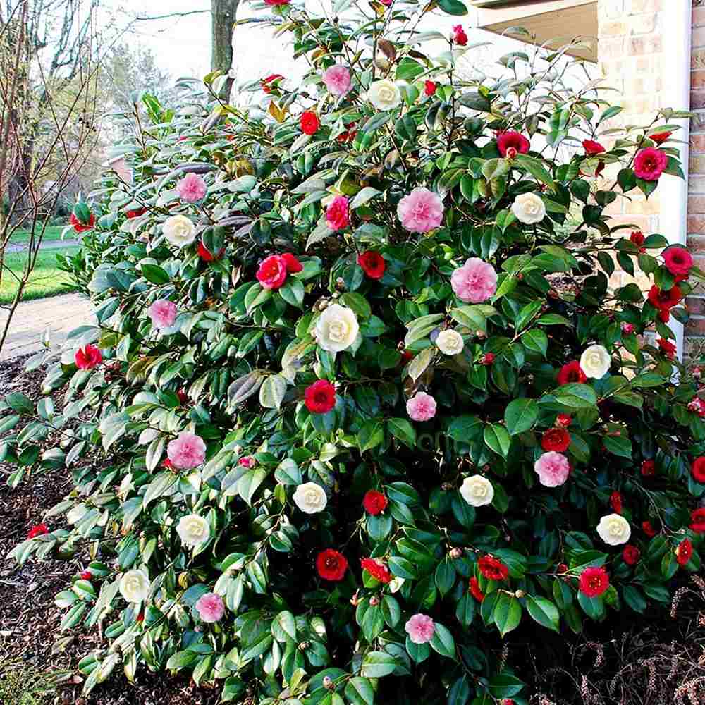 Trandafir Japonez Camellia Tricolor, cu flori roz-alb-rosu