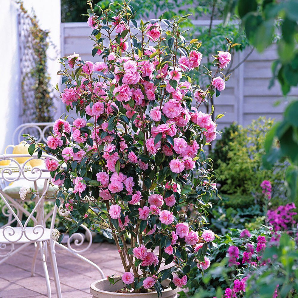 Trandafir Japonez Camellia Spring Festival, cu flori roz-pal