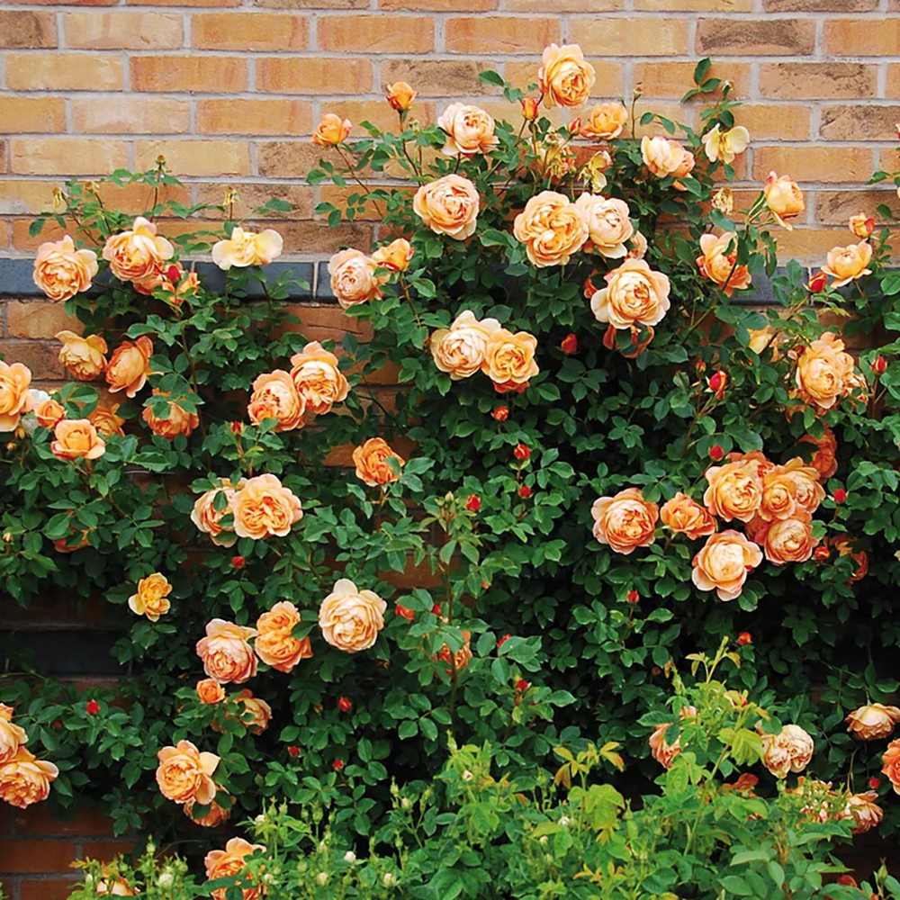Trandafir Lady of Shalott, cu flori portocalii foarte parfumate
