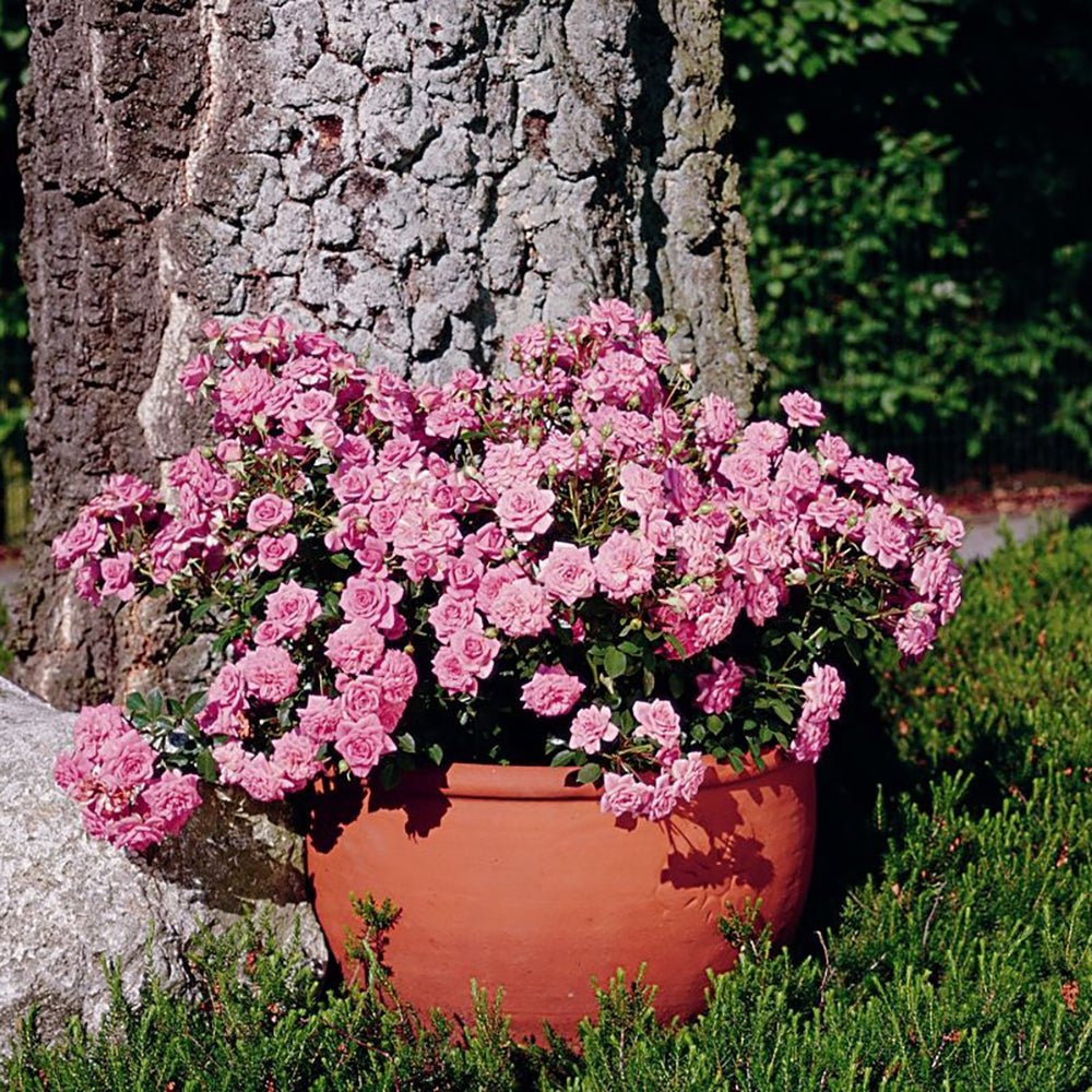 Trandafir Pitic Floribunda roz Sugar Baby, intens parfumat