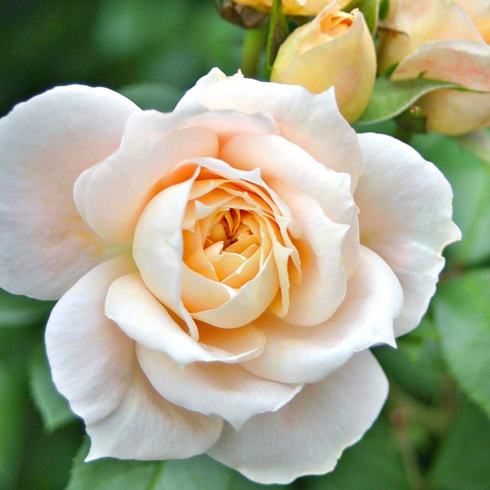 Trandafir Pomisor alb-cais Lions-Rose, inflorire repetata