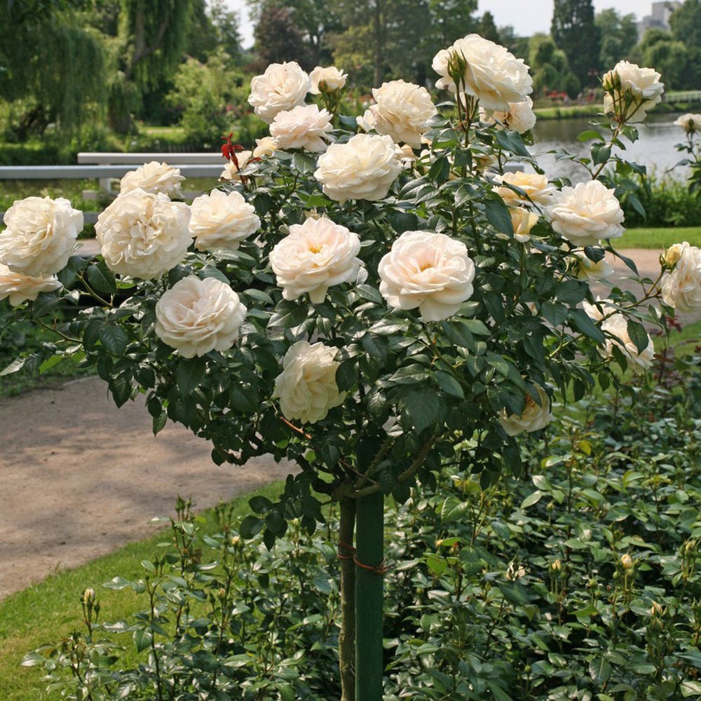 Trandafir Pomisor alb-cais Lions-Rose, inflorire repetata