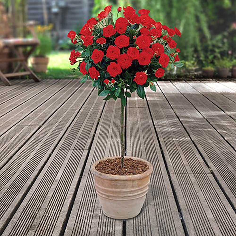 Trandafir Pomisor rosu Red Romanza, parfum intens