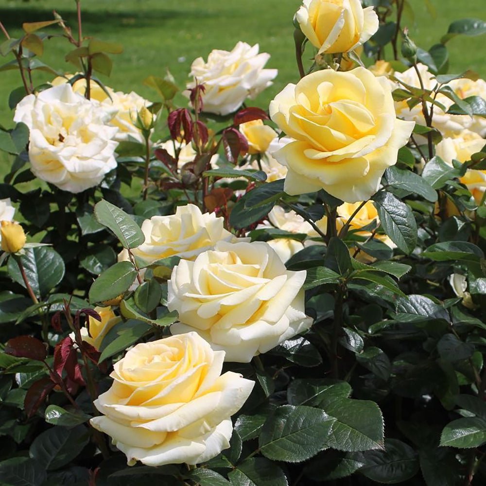 Trandafir Teahibrid galben-deschis Avec Amour, inflorire repetata
