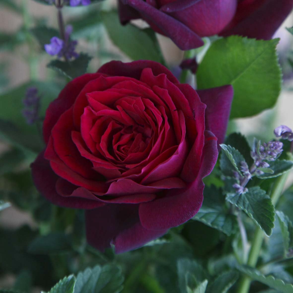 Trandafir Teahibrid purpuriu-violet Contesa Diana, parfum intens