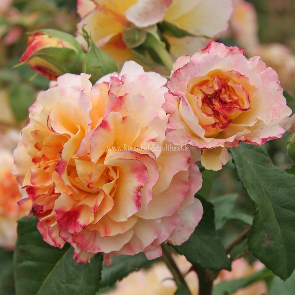 Trandafir Teahibrid galben-piersic Aquarell, parfum intens