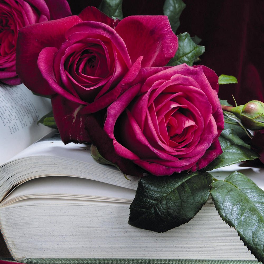 Trandafir Teahibrid roz-purpuriu Goethe-Rose, cu parfum intens