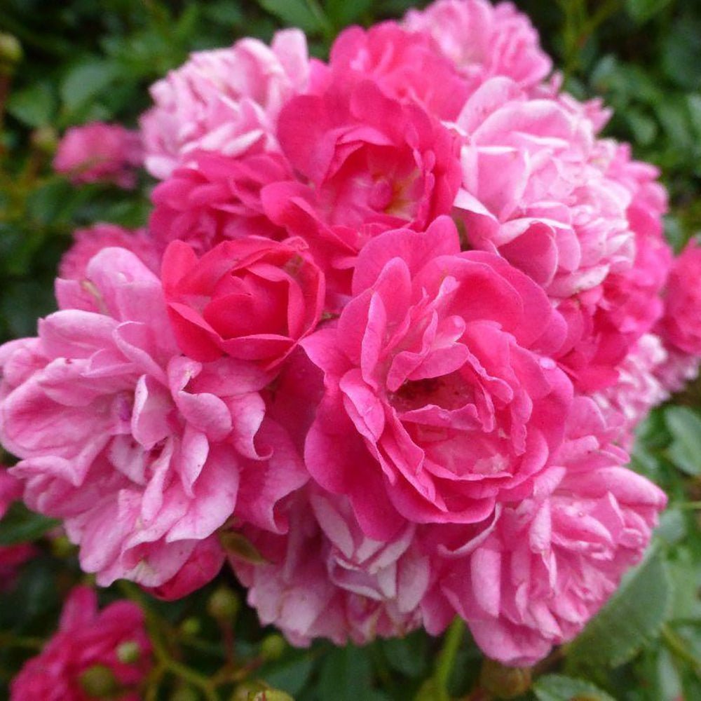 Trandafir tarator roz-magenta The Lovely Fairy, inflorire repetata
