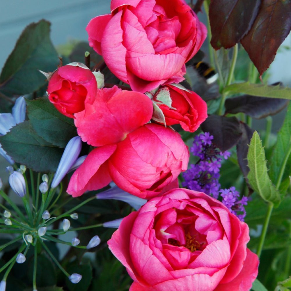 Trandafir Tufa roz-rosiatic Gartenprinzessin Marie-Jose, parfum intens