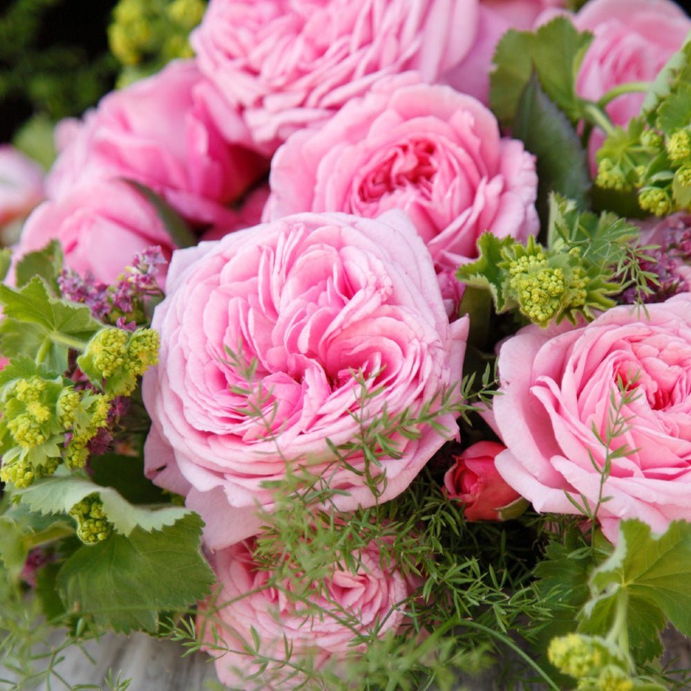 Trandafir Tufa roz-aprins Rosengraefin Marie Henriette, parfum intens