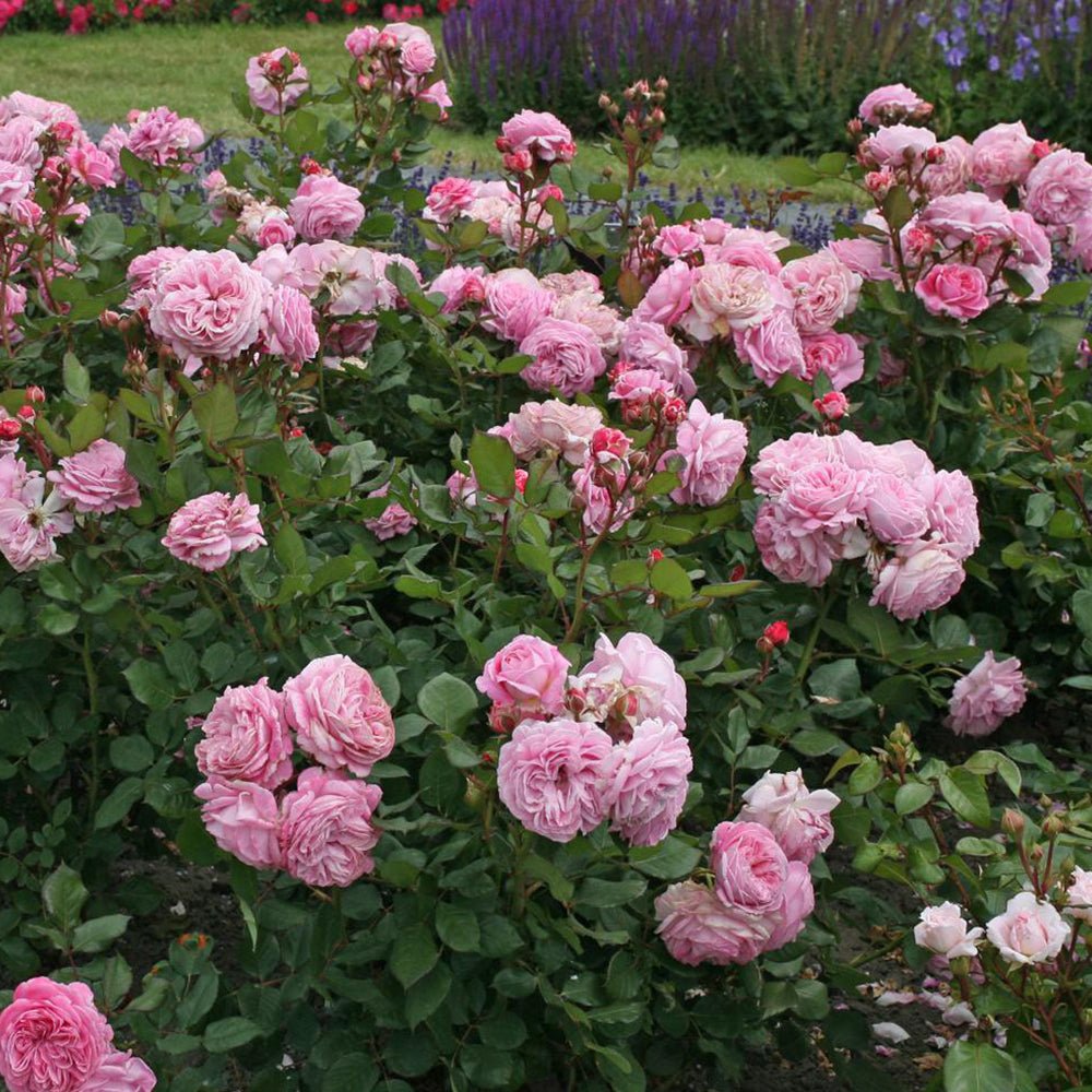 Trandafir Tufa roz-aprins Rosengraefin Marie Henriette, parfum intens