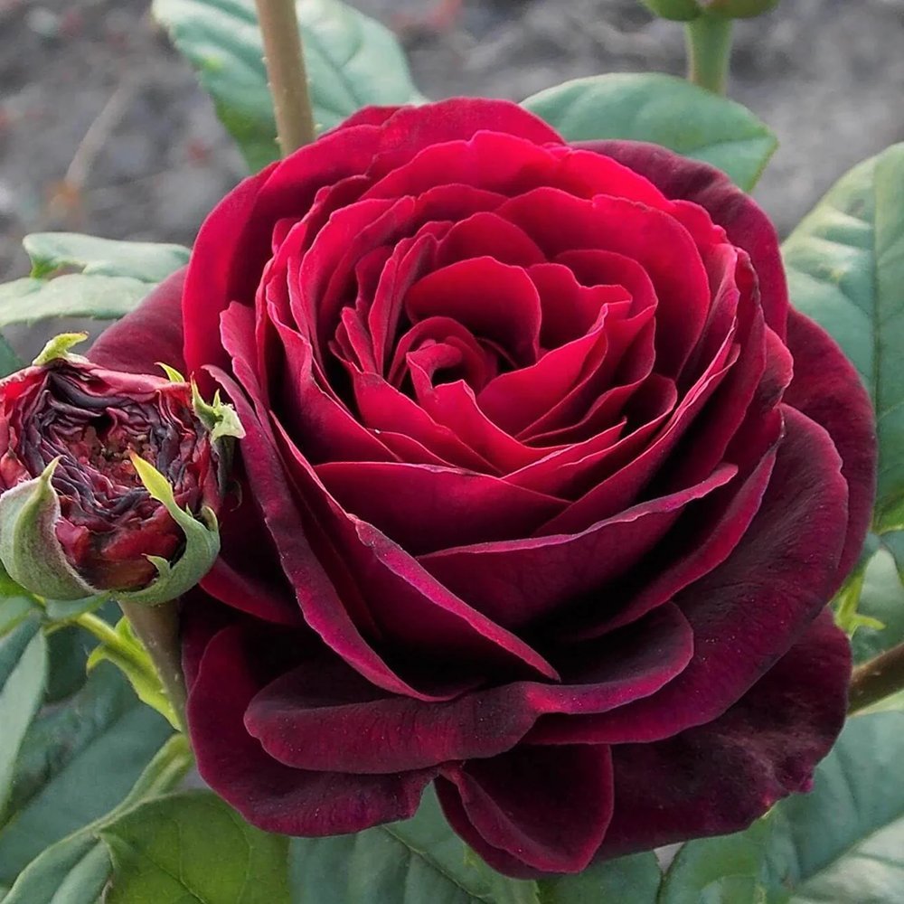 Trandafir Tufa rosu-bordeaux Astrid Von Hardenberg, parfum intens