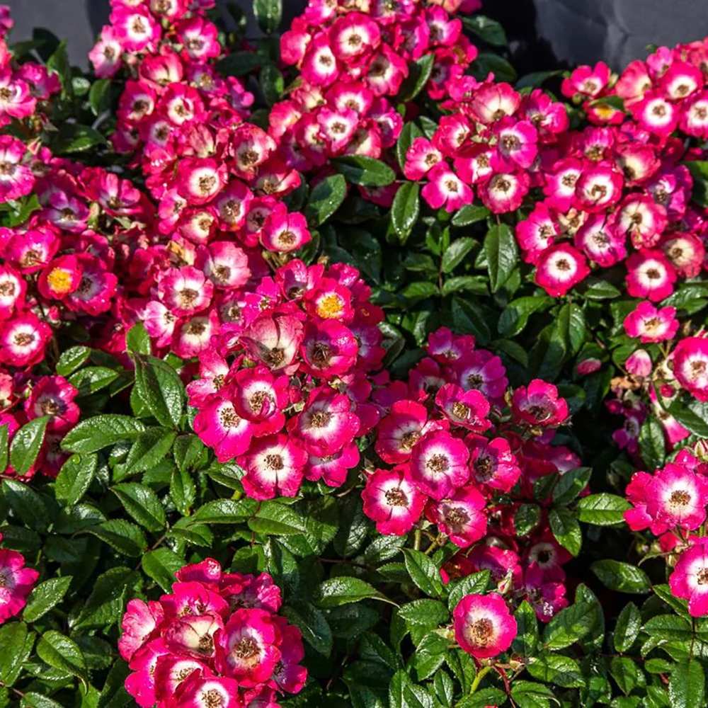 Trandafir Tufa roz-inchis Rosy Boom, cu inflorire repetata